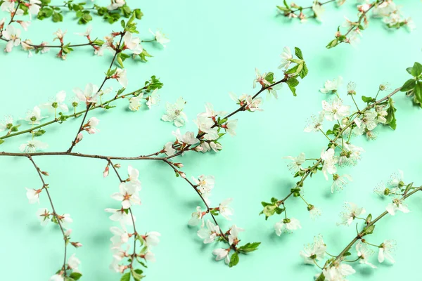Blommande Träd Grenar Med Vita Blommor Turkos Bakgrund — Stockfoto