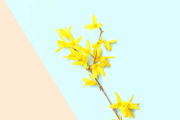 Rama Árbol Floreciente Con Flores Amarillas Sobre Fondo Azul Beige — Foto de Stock