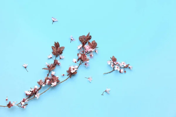 Kvetoucí Větve Stromů Růžovými Květy Modrém Pozadí — Stock fotografie
