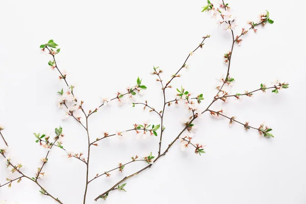 Blooming branches with flowers on white background