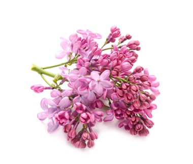 Beyaz arka planda çiçek açan leylak dalı