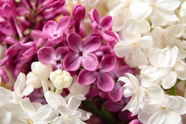 Arkaplan olarak güzel açan leylak çiçekleri