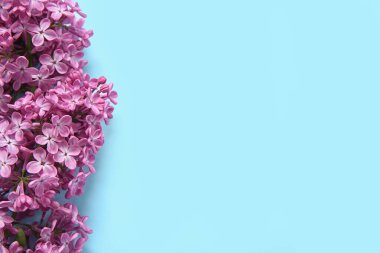 Mavi arka planda güzel açan leylak çiçekleri