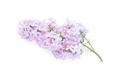 Beyaz arkaplanda yalıtılmış güzel leylak çiçekleri