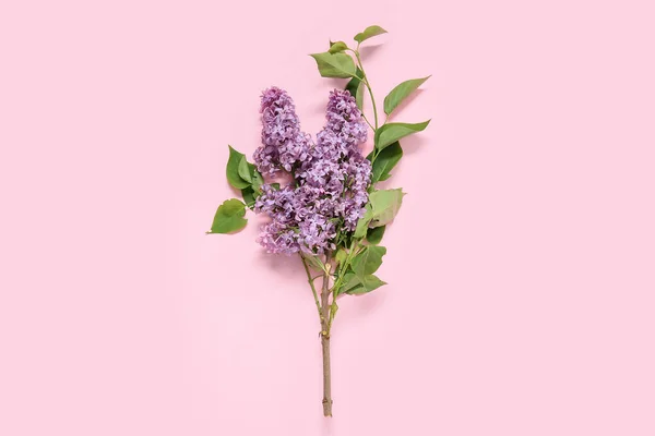 stock image Beautiful blooming lilac branch on pink background