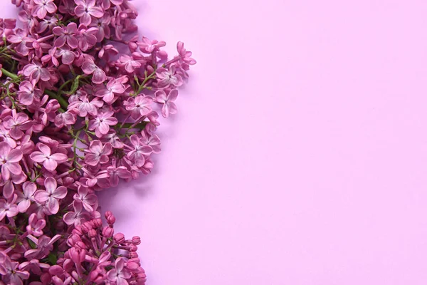 Beautiful Blooming Lilac Flowers Purple Background — Stock Photo, Image
