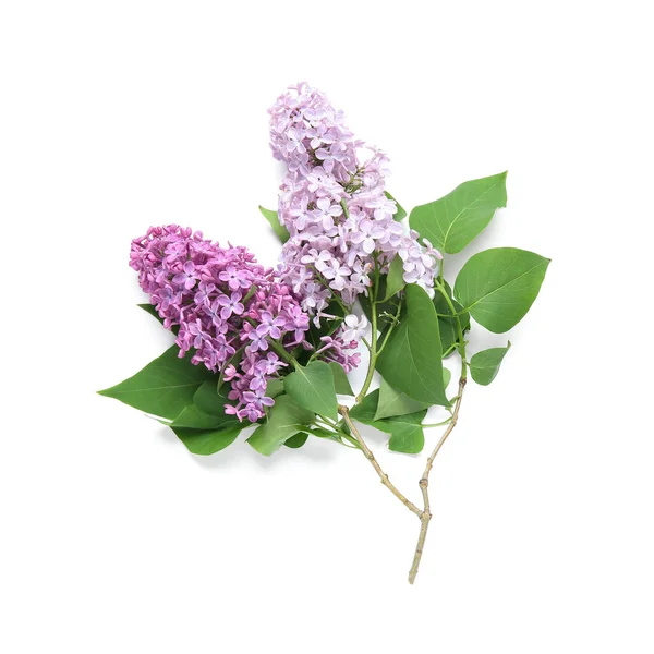 Beautiful Branches Lilac Flowers Isolated White Background — Stock Photo, Image