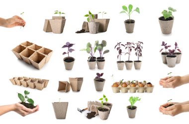 Turba kolajı, tohumlu yumurta kabuğu ve beyaz arka planda toprak.