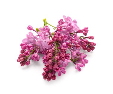 Beyaz arka planda çiçek açan leylak dalı