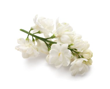 Beyaz arka planda çiçek açan leylak dalı