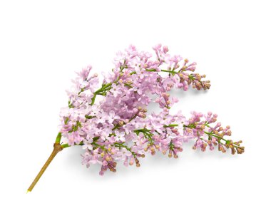 Beyaz arka planda çiçek açan leylak dalı