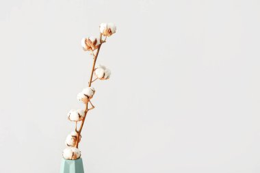 Beyaz duvarın yanındaki vazoda pamuk filizi