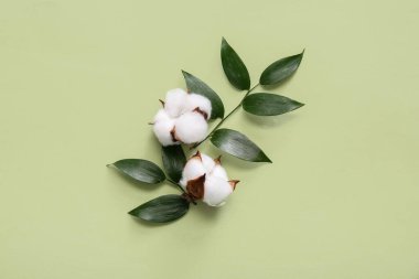 Pamuk çiçekleri ve yeşil arka planda bitki dalları