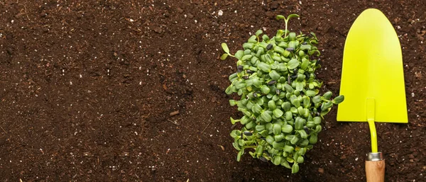 Shovel Growing Green Seedlings Soil Space Text — Stock Photo, Image