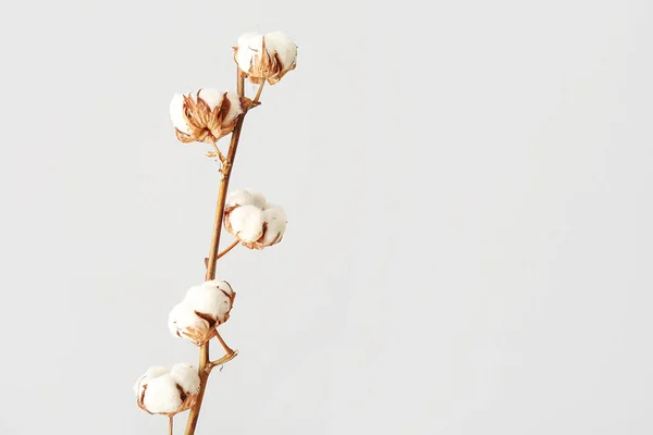 Beautiful Cotton Sprig White Background — Stock Photo, Image