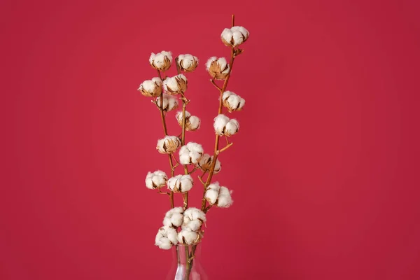Vase Cotton Sprigs Red Background — Stock Photo, Image