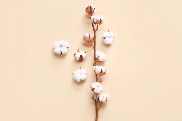 Cotton Sprig Flowers Beige Background — Stock Photo, Image
