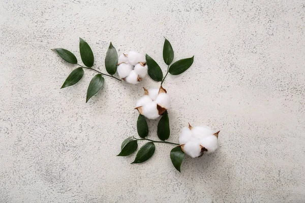 Cotton Flowers Plant Twigs White Grunge Background — Stock Photo, Image