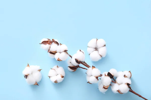 Cotton Sprig Flowers Blue Background — Stock Photo, Image