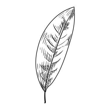 Beyaz arkaplanda şeftali yaprağı çiz