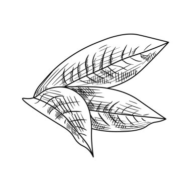 Beyaz arkaplanda çizilmiş şeftali yaprakları