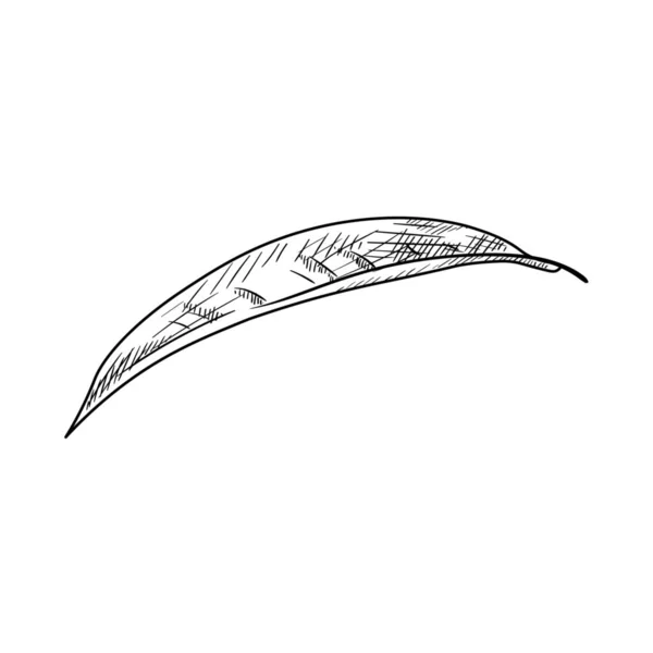 Gezeichnetes Pfirsichblatt Auf Weißem Hintergrund — Stockvektor