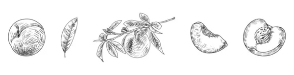 Набор Нарисованных Персиков Веткой Листьями Белом Фоне — стоковый вектор