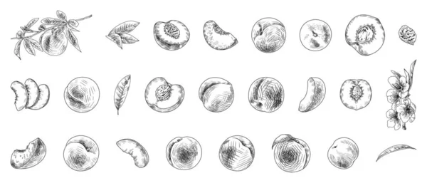 Набор Нарисованных Персиков Камнем Ветвями Цветами Листьями Белом Фоне — стоковый вектор