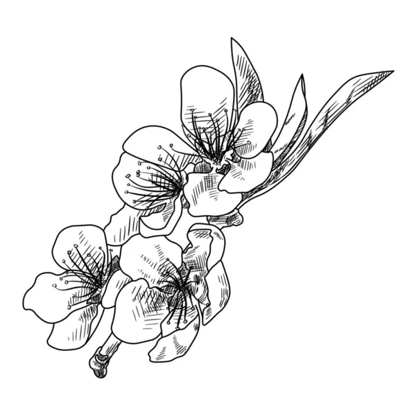 Gezeichneter Ast Mit Pfirsichblüten Und Blättern Auf Weißem Hintergrund — Stockvektor
