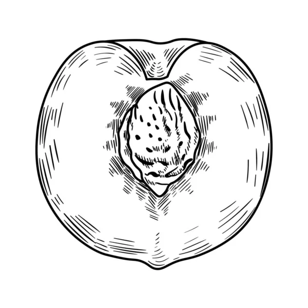 白地に桃の半分を描く — ストックベクタ