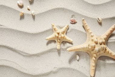 starfishes ve deniz kum üzerinde