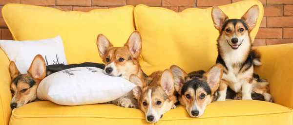 Lindos Perros Corgi Descansando Sofá Casa — Foto de Stock