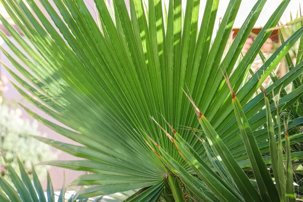 Vackra Palmblad Utomhus Närbild — Stockfoto