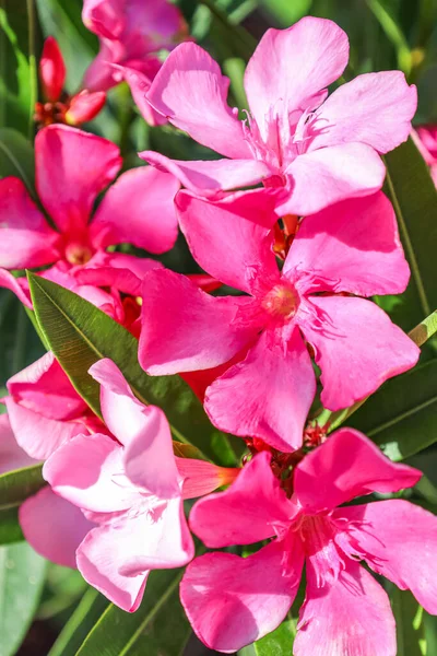 Όμορφα Ροζ Λουλούδια Εξωτερικούς Χώρους Κοντινό Πλάνο — Φωτογραφία Αρχείου
