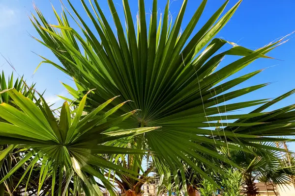 View Beautiful Palm Tree Sunny Day Closeup — Stock Photo, Image