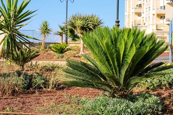 Blick Auf Schöne Palmen Sonnigen Tagen — Stockfoto