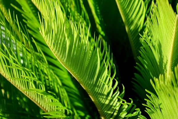 Folhas Palma Tropicais Verdes Close — Fotografia de Stock