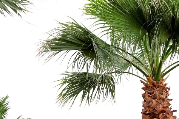 Blick Auf Die Schöne Palme Einem Sommertag — Stockfoto