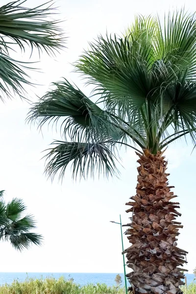 Uitzicht Prachtige Palmboom Zomerdag — Stockfoto