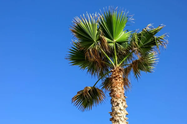 Bela Palmeira Contra Céu Azul — Fotografia de Stock