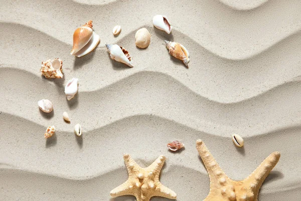 Starfishes Och Snäckskal Sand — Stockfoto