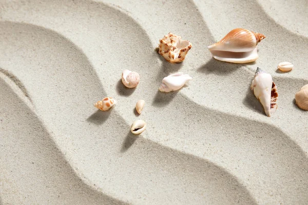 Различные Красивые Ракушки Песке — стоковое фото