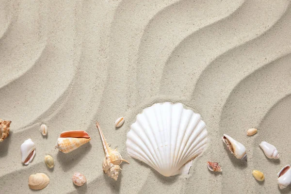 Different Beautiful Seashells Sand — Stock Photo, Image
