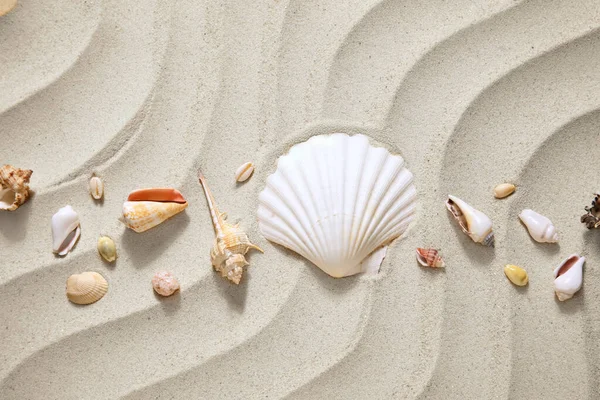 Різні Красиві Черепашки Піску — стокове фото