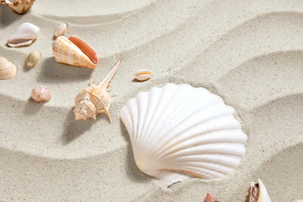 不同美丽的贝壳在沙滩上 — 图库照片
