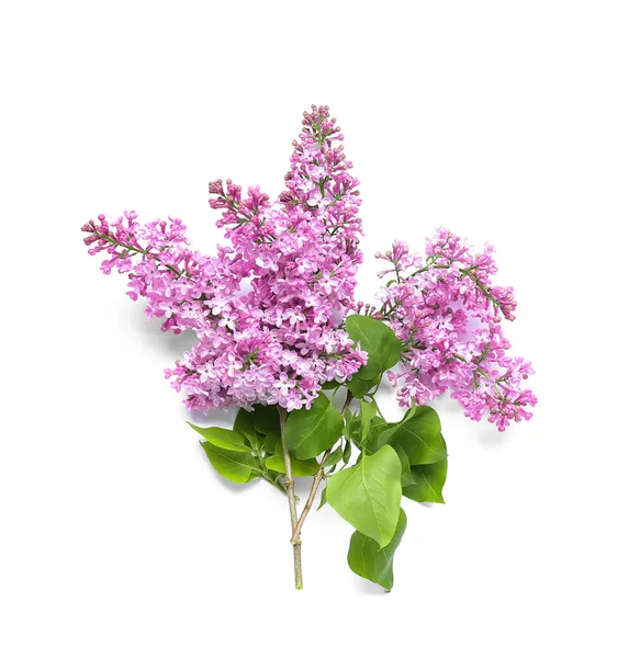 Blooming Lilac Twig White Background — Stock Photo, Image