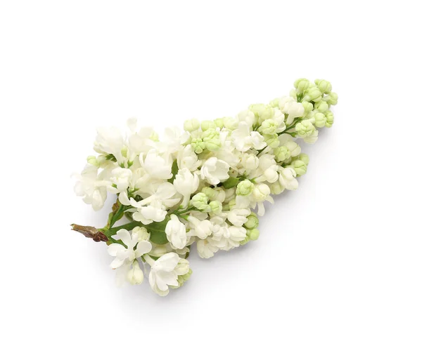 Beyaz Arka Planda Çiçek Açan Leylak Dalı — Stok fotoğraf