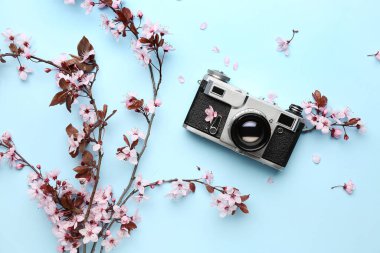 Çiçekli ağaç dalları, pembe çiçekler ve mavi arka planda fotoğraf makinesi.
