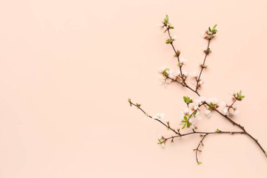 Çiçek açan ağaç dalı bej arka planda beyaz çiçekler