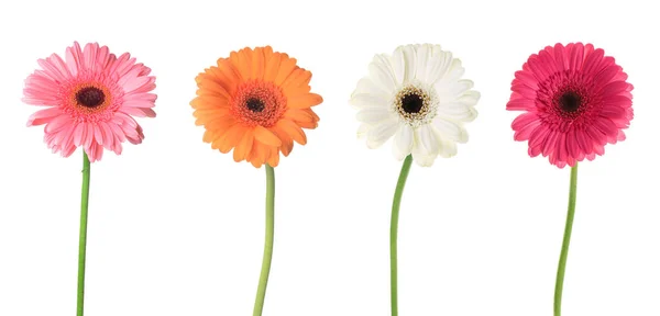 Sada Nádherných Květů Gerbera Bílém Pozadí — Stock fotografie